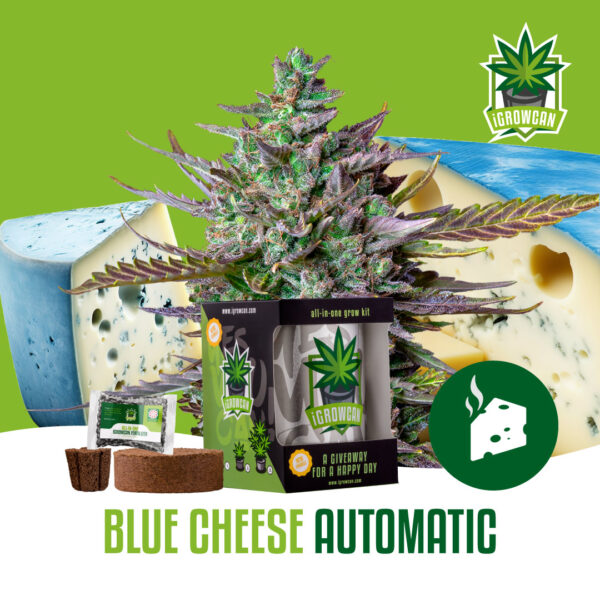 Royal Queen Seeds Growkit .332kg THC Blue Cheese