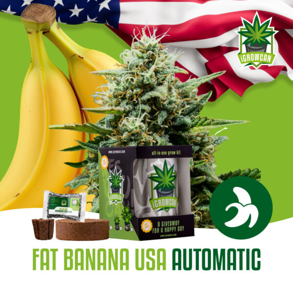 Royal Queen Seeds Growkit .332kg THC Fat Banana